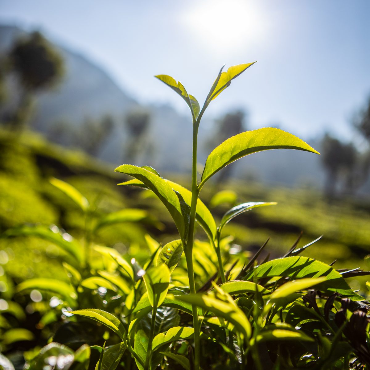 Tea growing Dunsandle Estate